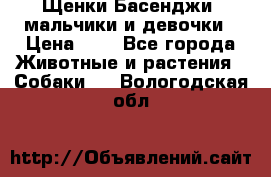 Щенки Басенджи ,мальчики и девочки › Цена ­ 1 - Все города Животные и растения » Собаки   . Вологодская обл.